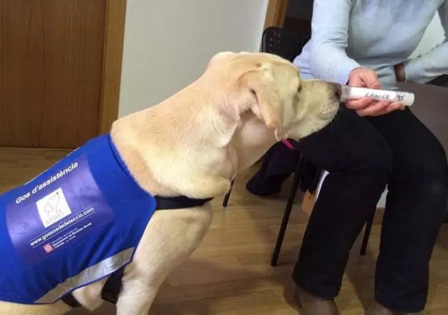 trained dogs to detect cancer